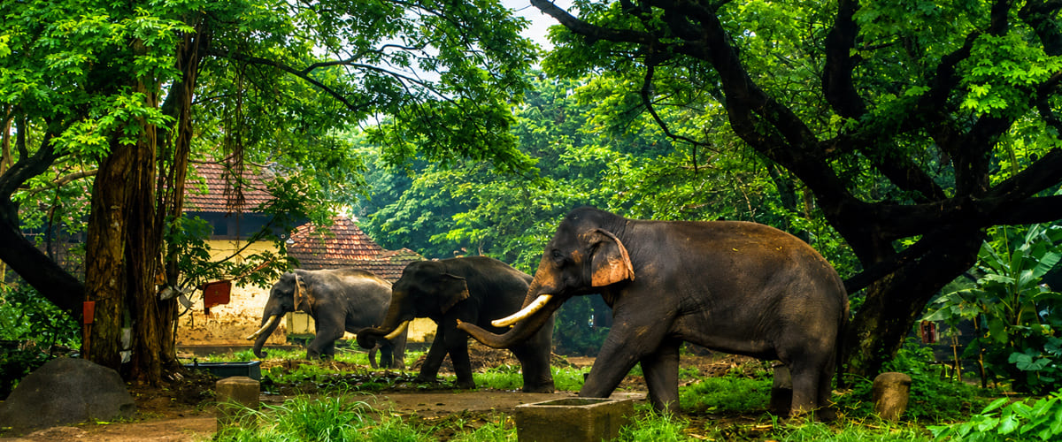 Punnathur Kotta Elephant Sanctuary: A Complete Guide to Guruvayur’s Famous Elephant Sanctuary